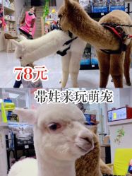 -Moni星球萌宠·小马宝莉·灵蛇·高端高阶全萌宠互动体验俱乐部(红豆国际广场店)