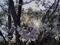 -顾村公园