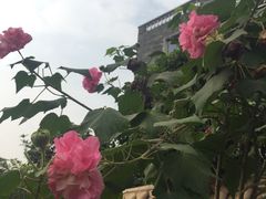 -黄埔古港