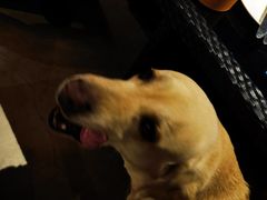 -百好乐宠物友好餐厅(朝外大街店)