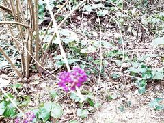 -西湖风景区-江洋畈生态公园