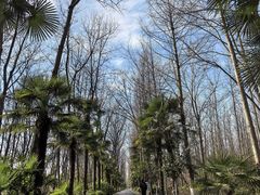 -合肥滨湖国家森林公园