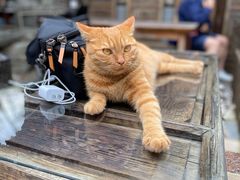 -喵屿·大理花园猫咖