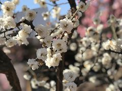 -石家庄市植物园