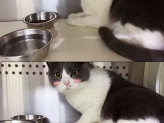 -艾贝尔宠物医院·24H转诊中心·肿瘤猫专科(江宁双龙店)