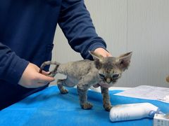 -喜多萌中农锦绣动物医院24H·猫科·牙科MRI·CT