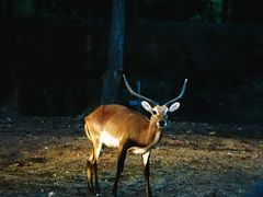 -清迈夜间动物园