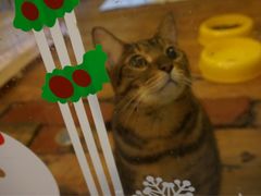 -猫色咖啡·猫咖