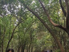 -紫金山山顶公园
