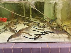 罗氏虾-小北江河鲜(旧城店)