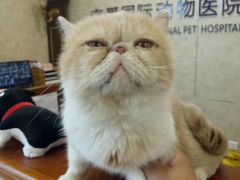 -宠爱国际动物医院· 猫科· 外科·中兽医(长白店)