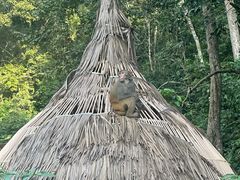 -西双版纳原始森林公园