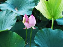 -莲花池公园
