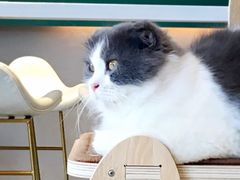 -飞行喵MR PILOT|猫舍·猫咖(静安大融城店)