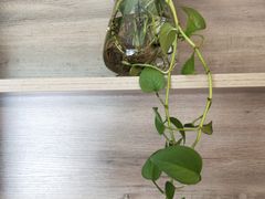 -青山湖·香溢花城