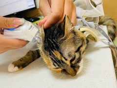 -瑞派康怡24h宠物医院·犬猫医疗中心·微创绝育(瑞景分院)