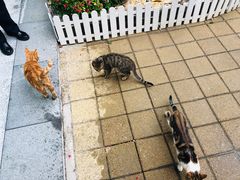 -厦门国家会计学院