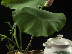 -宋宴(虎跑店)