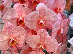 -向花仕Bloomy Life咖啡鲜花(益田假日店)