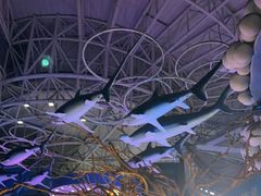 -烟台海昌鲸鲨海洋公园