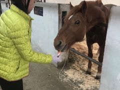 -松声马术俱乐部