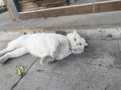 -上海佘山国家森林公园天马山园