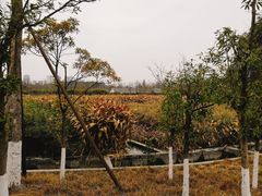 -白鹭湾湿地公园