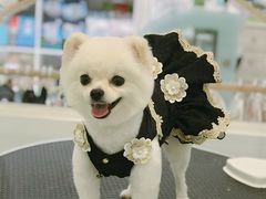 博美美容-BABYDOG宝贝狗宠物乐园(欧洲城店)