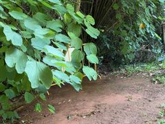 -海南热带野生动植物园