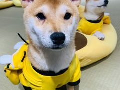 -逗柴咖啡屋·狗咖猫咖宠物桌游