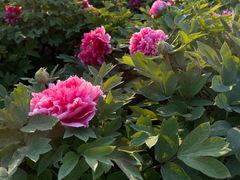-洛阳市隋唐城遗址植物园