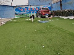 -宠物寄养训练学校