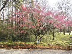 -上海海湾国家森林公园