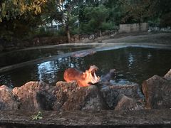-清迈夜间动物园