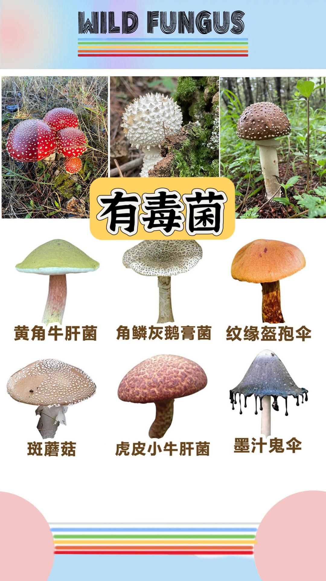 十六种常见有毒野生菌