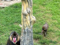 -大连森林动物园