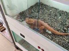 -中环花鸟鱼虫市场