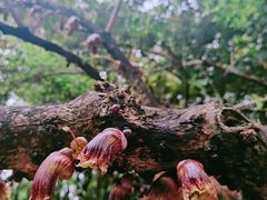 -广州兰圃