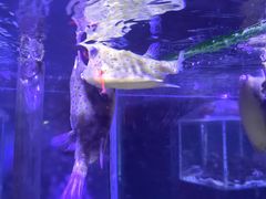 -太平洋海底世界