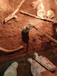 -Zoolung Zoolung动物主题公园(海信广场店)