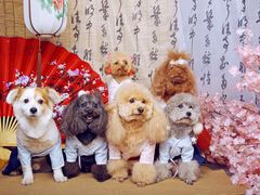 -超宠爱宠物摄影-Super pet