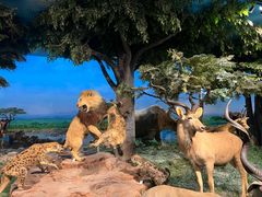 -国家自然博物馆