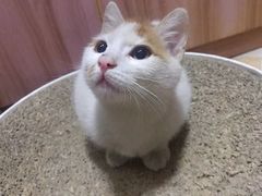 -1013 PET SHOP精品宠物商店(丁香店)