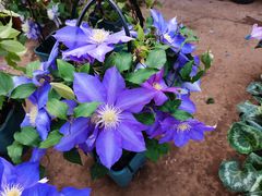 -龙大花卉苗木市场