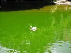 -香港皇家太平洋酒店