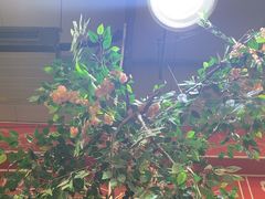 -和源祥·日照菜扛把子(万平口一店)