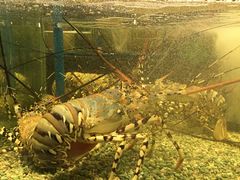 -Isla Sugbu Seafood City