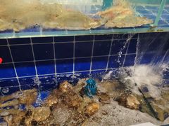 -蚝堡海鲜·威海菜·海肠捞饭·烧烤·亚洲吃蚝公司(幸福门店)