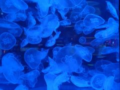 -左海海底世界