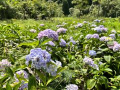 -武陵山森林公园